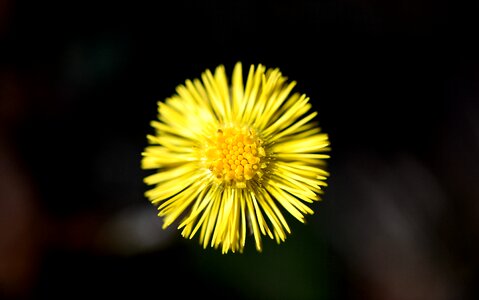 Forest flower early bloomer spring