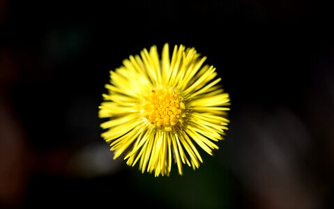 Forest flower early bloomer spring photo