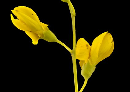 Baptisia tinctoria, Wild Indigo, Howard County, MD, Helen Lowe Metzman 2017-07-19-13.38.22 ZS PMax UDR