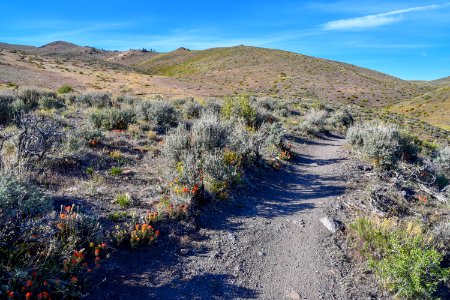 Indian paintbrush blooming along a hiking trail near Reno, Nevada photo