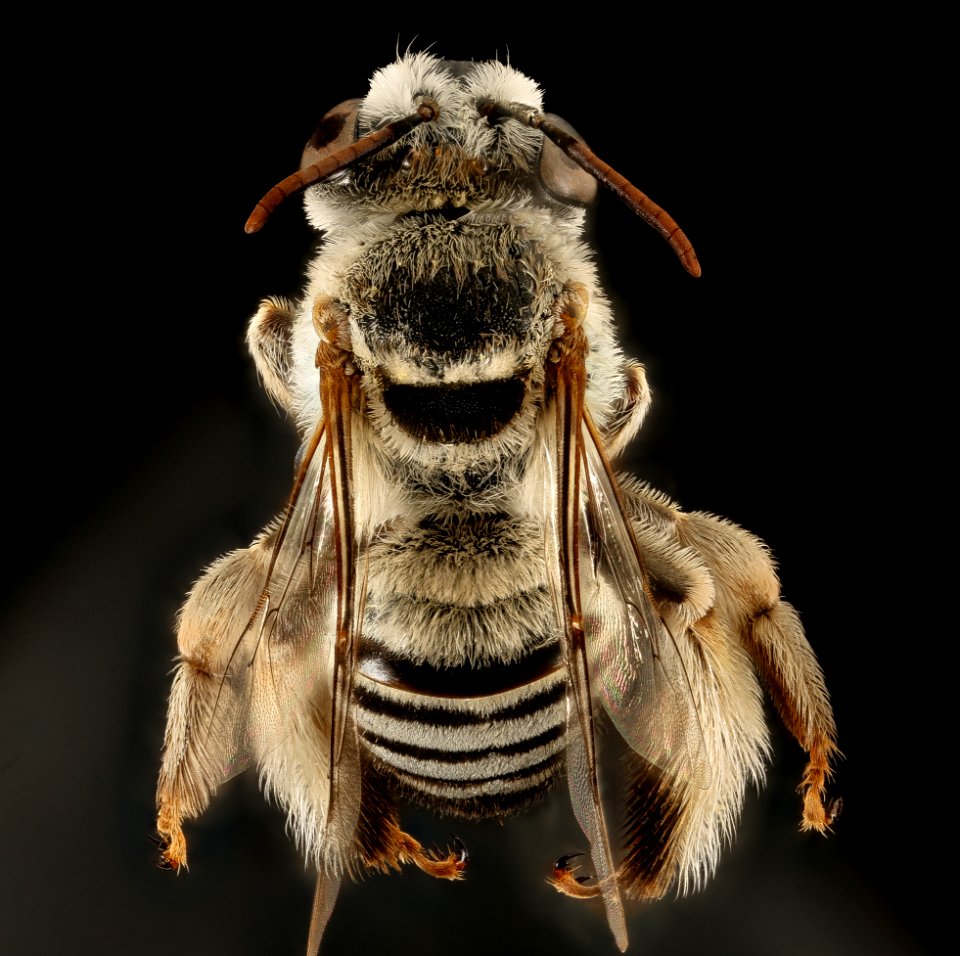 Svastra duplocincta, f, back, Pima Co., Tucson, AZ 2016-08-01-11.08