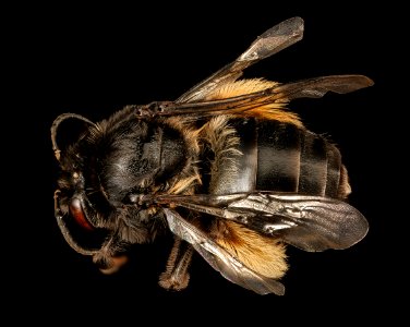Melissodes near bimaculatus, f, virginia, pulaski county, back 2016-12-16-13.31
