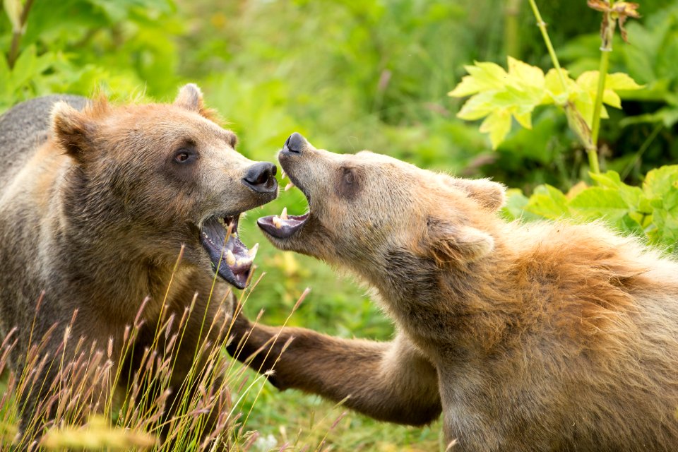 Sibling cubs play fight