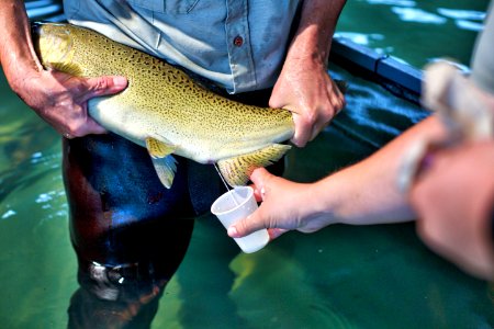 Winter-run Chinook salmon 2017-08-09