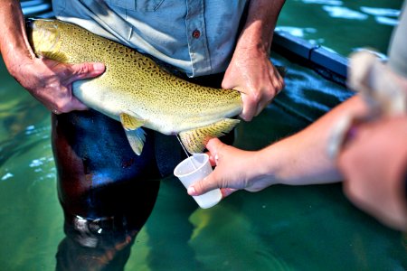 Winter-run Chinook salmon 2017-08-09 photo