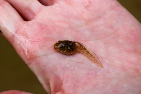 Tree Frog Tadpole (2)