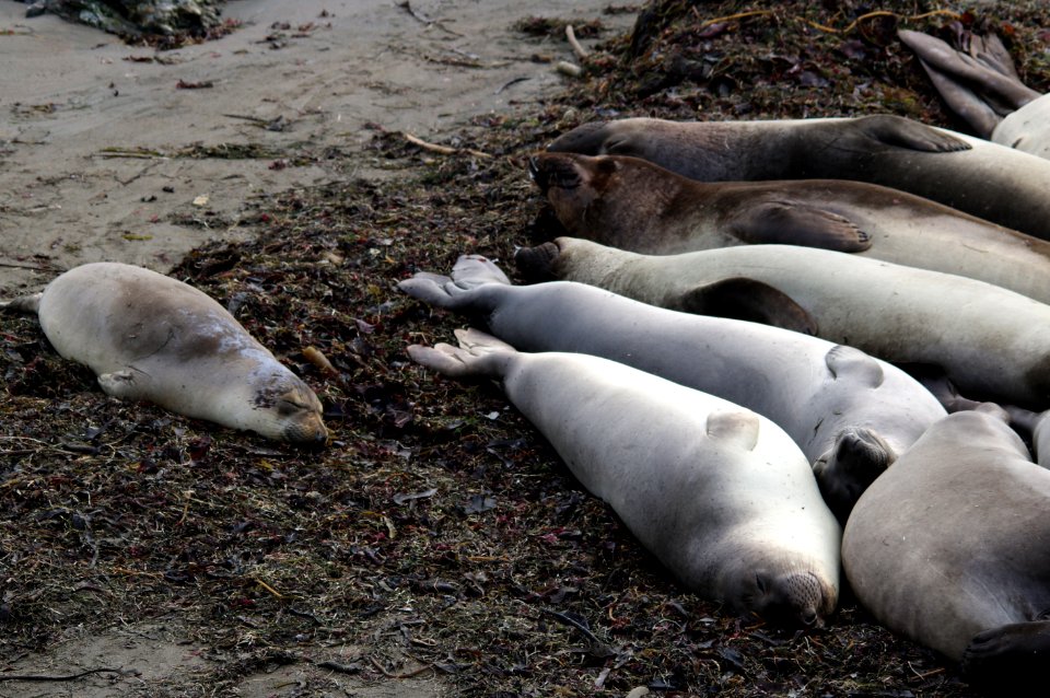 Elephant Seals and pup