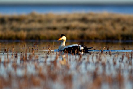 Common eider