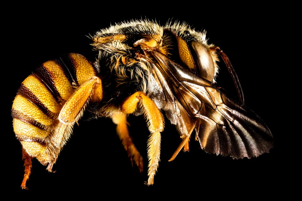 Icteranthidium grohmanni, M, Side, Greece, Aegean Islands, Lesvos, Mytilene 2015-02-19-15.07.01 ZS PMax