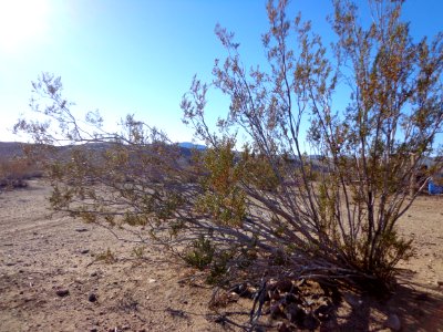 Desert Landscape