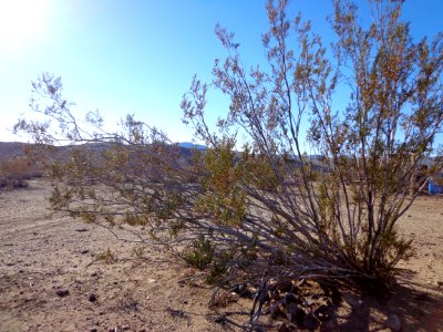 Desert Landscape photo