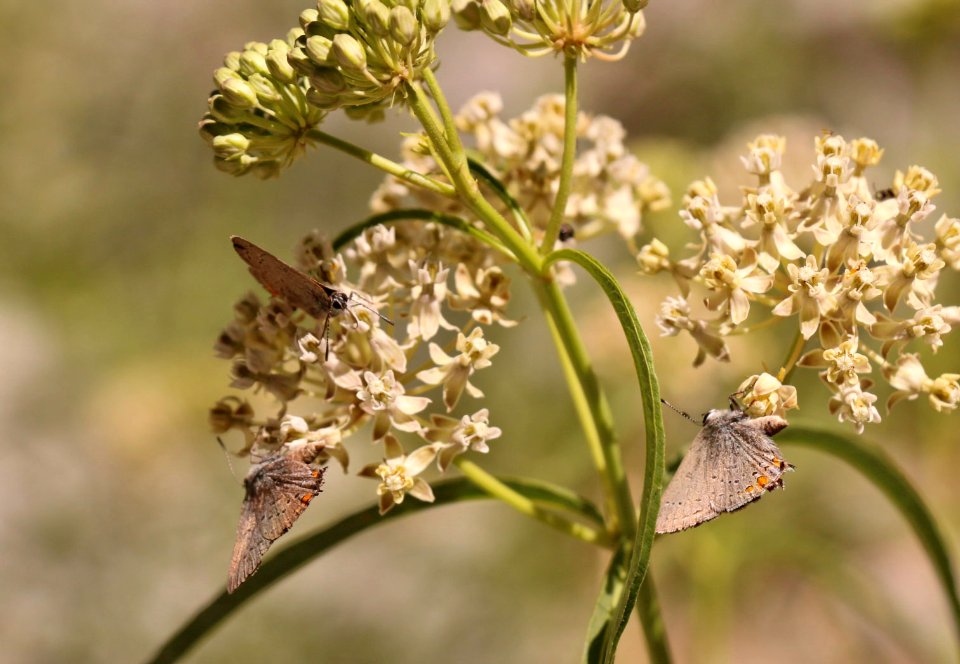 San Bernardino blue butterflies on narrow-leaved milkweed