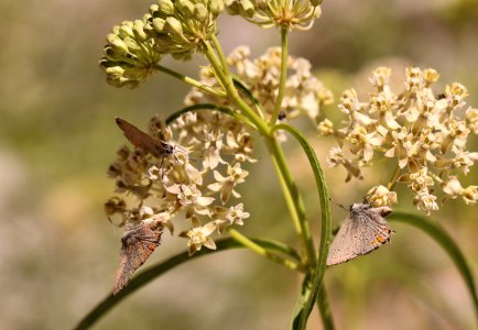 San Bernardino blue butterflies on narrow-leaved milkweed