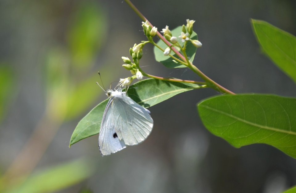 Cabbage white butterfly