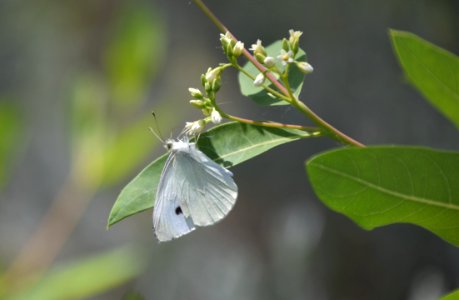 Cabbage white butterfly photo