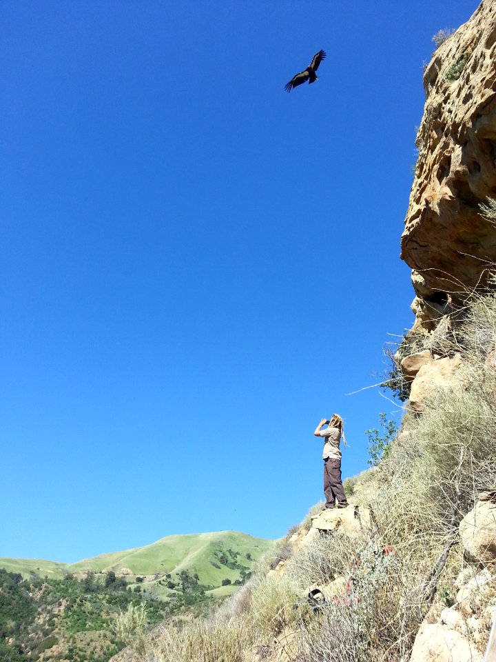 FWS biologist observes condor parent flying near nest