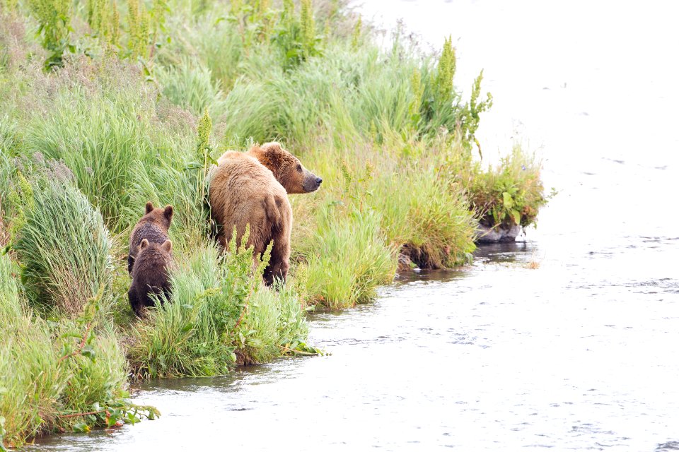 First year mother with cubs of the year