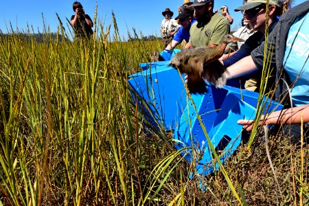 Light-footed Ridgway's rail banding and release at Batiquitos Lagoon