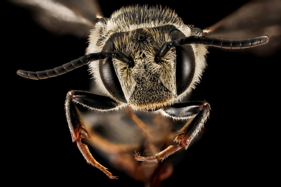 Coelioxys rufitarsis, F, Face, NY, Elk Lake 2014-09-04-15.49.58 ZS PMax
