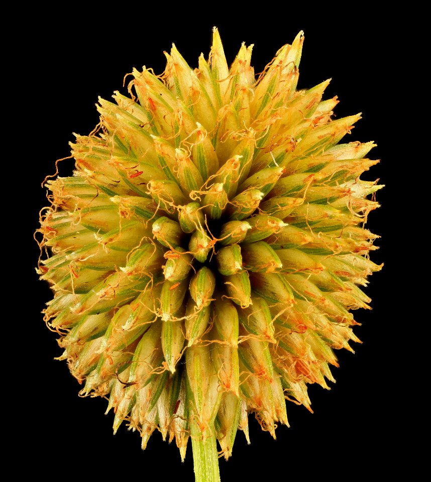 sedge 1, MD, PG County 2013-08-20-17.09.39 ZS PMax