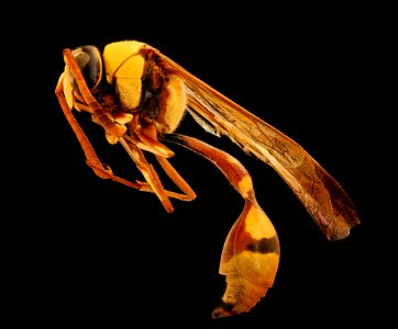 Yellow wasp, m, left, Kruger National Park, South Africa Mpumalanga 2018-11-20-14.29.22 ZS PMax UDR