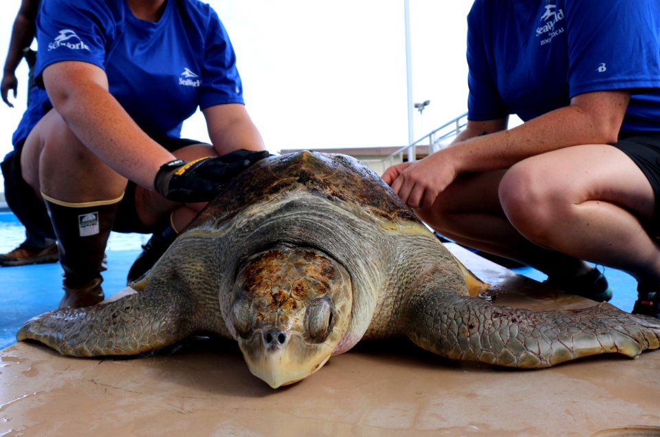Solstice, an olive ridley sea turtle gets prepped for release