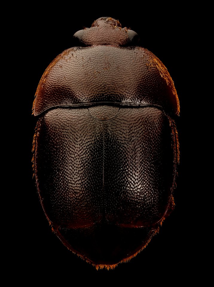 Small Hive Beetle, back, beltsville, md 2017-05-25-15.37