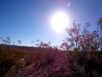 Desert Landscape