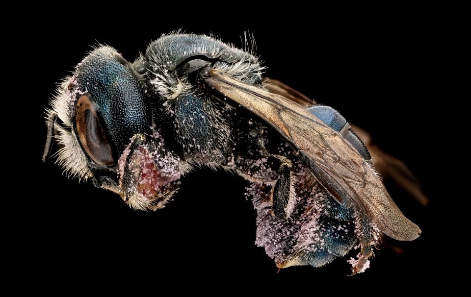 Osmia texana, f, side, Blandy, VA 2019-08-03-18.26.49 ZS PMax UDR