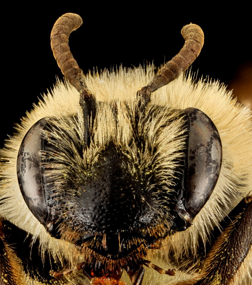 Andrena barbilabis, F, Face, PG Co, MD 2014-02-05-16.41.14 ZS PMax