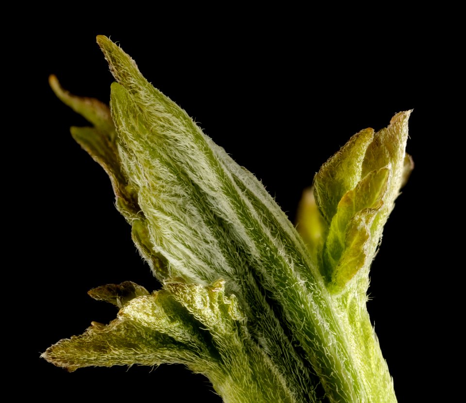 Boxelder, twig upper marlboro 2015-04-10-20.29.25 ZS PMax photo