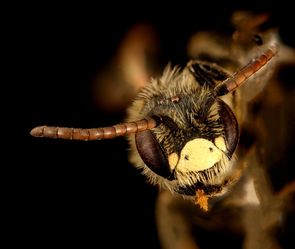 Andrena personata, m, face, Charles Co., MD 2017-04-12-13.17