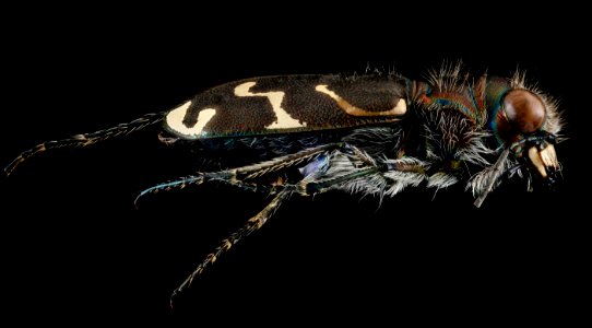 Cicindelidae, U, side, Maryland, Anne Arundel County 2013-03-01-14.25 photo