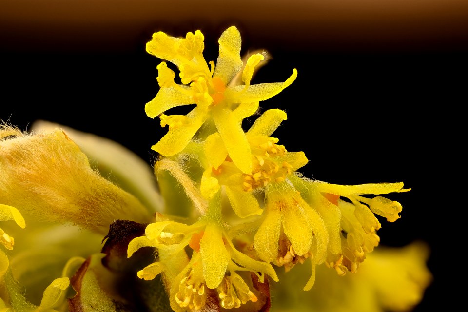 Sassafras albidum, 2, Sassafras staminate flowers, Howard County, MD, Helen Lowe Metzman 2017-07-25-19.51