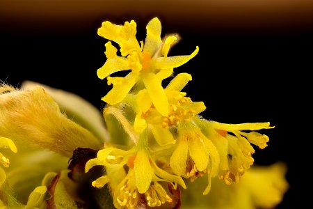 Sassafras albidum, 2, Sassafras staminate flowers, Howard County, MD, Helen Lowe Metzman 2017-07-25-19.51
