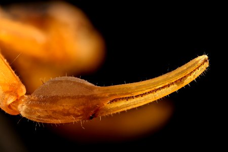 Scorpion, Arkansas, FT, claw 2016-05-10-16.05