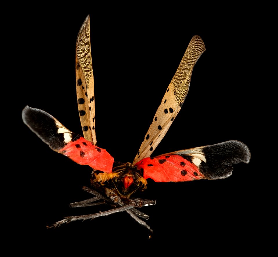 Spotted Lanternfly, back 2017-06-16-16.50
