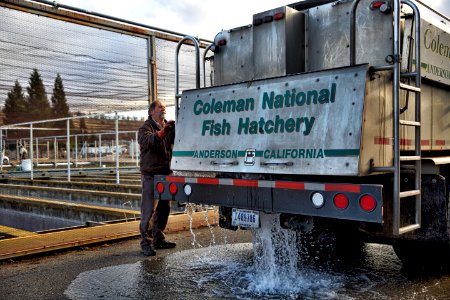 Winter-run juvenile release into Battle Creek