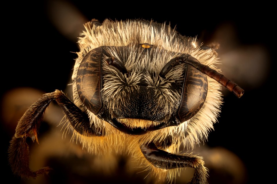 Melissodes subillata, f, face, velum, Dorchester Co, MD 2015-12-09-13.14