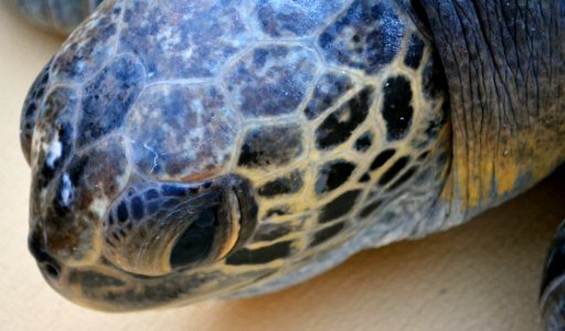 Comber, the green sea turtle photo