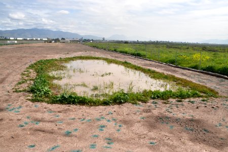 Vernal pool in first year of restoration, Otay Mesa, California photo