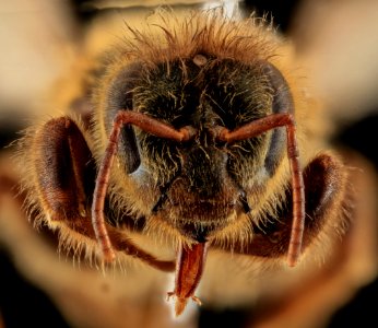 Apis mellifera, Queen, face, MD, Talbot County 2013-09-30-17.40.47 ZS PMax photo