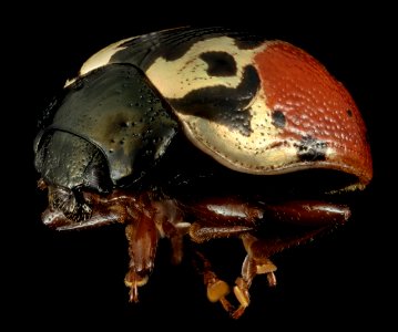 Calligrapha rowena 2014-07-01-15.18.02 ZS PMax photo