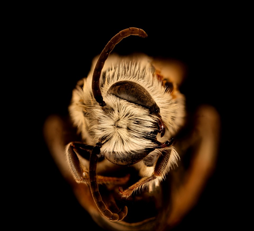 Colletes robertsonii, m, face, Hooker Co., Nebraska 2018-07-17-14.48.14 ZS PMax UDR