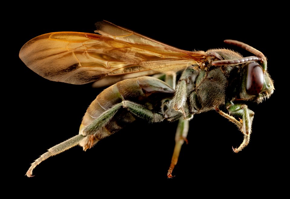 Melanempis scoliiformis,f, madagascar, side 2014-10-11-18.34.56 ZS PMax