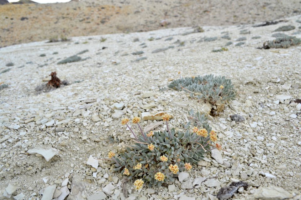 Tiehm's buckwheat (Eriogonum tiehmii)