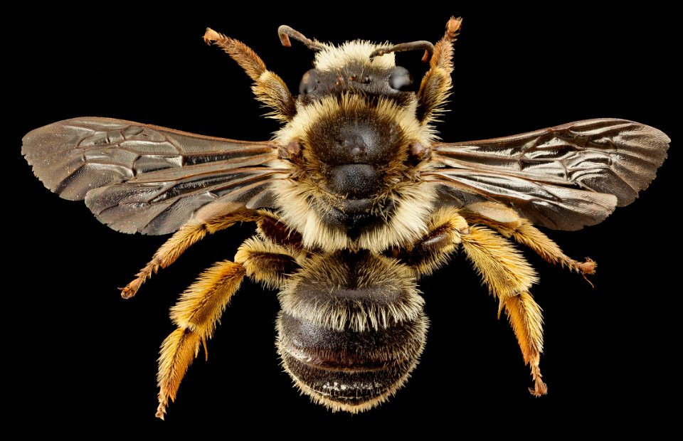 Melitta haemorrhoidalis, f, england, back 2014-11-02-01.15.18 ZS PMax