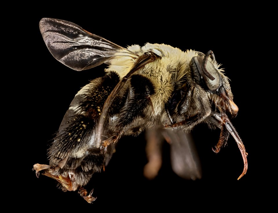 Svastra atripes atrimitra, F, Side, GA, Baker County 2015-01-09-17.01.53 ZS PMax