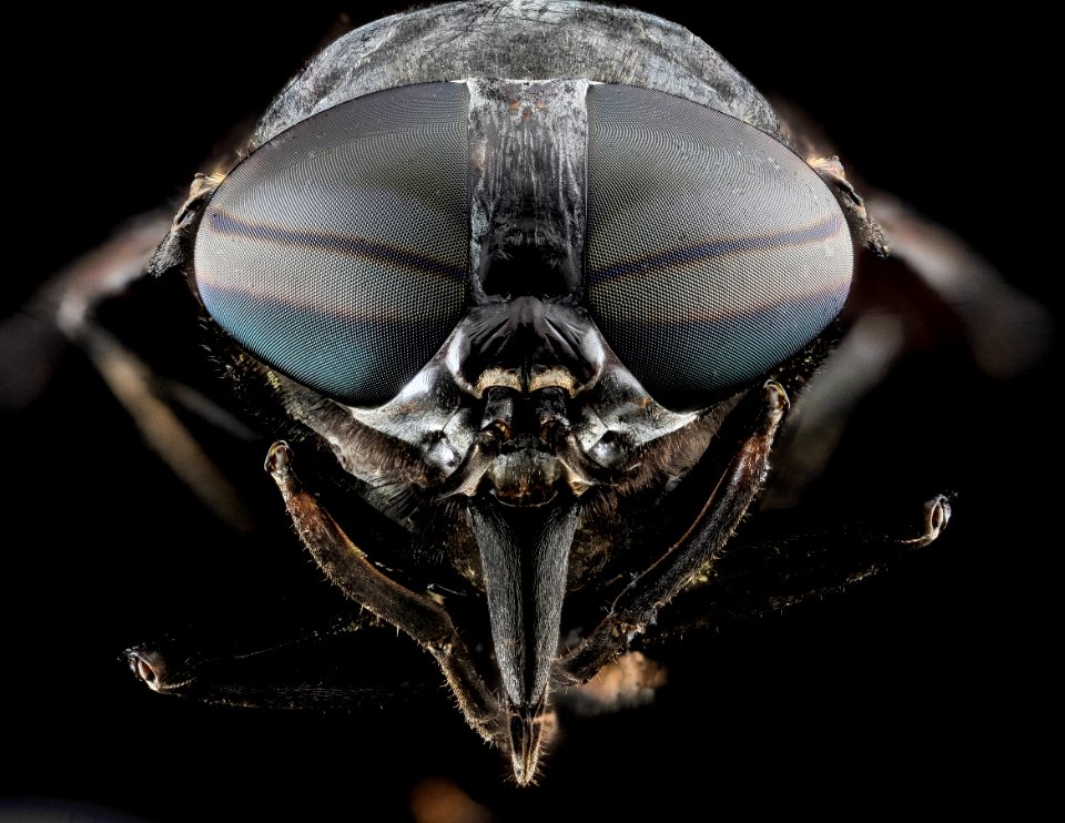 Tabanus atratus, U, Face, MD 2013-08-21-16.06.31 ZS PMax