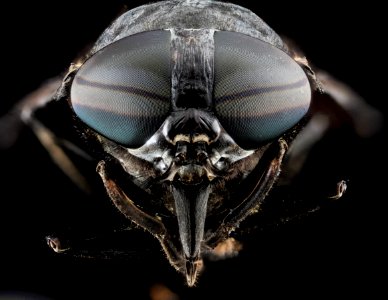 Tabanus atratus, U, Face, MD 2013-08-21-16.06.31 ZS PMax photo